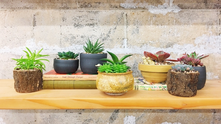 Photo of How can you choose the right light for your succulent?