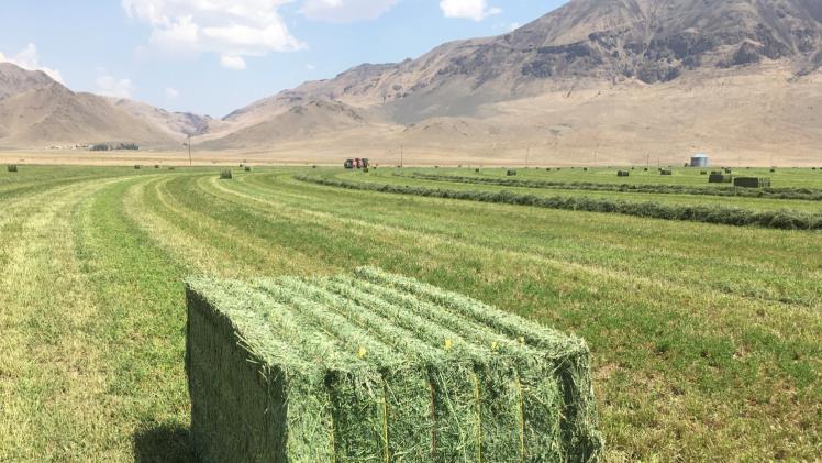 Photo of How Do You Know When Hay Is Dry Enough To Bale?