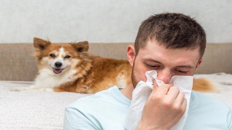 Photo of A comprehensive note on allergies in dogs
