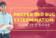 Photo of Proper Bed Bug Extermination: How It’s Done