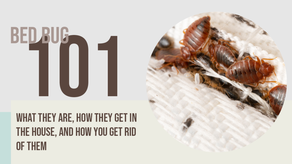 Bed Bugs 101: What They Are, How They Get in the House, and How You Get Rid of Them