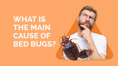 Photo of What is the Main Cause of Bed Bugs?