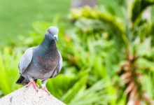 Photo of Don’t Let Birds Take Over Your Property: How Pest Bird Control Can Help?